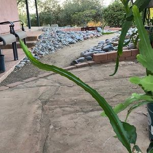 Palora Dragon Fruit cutting